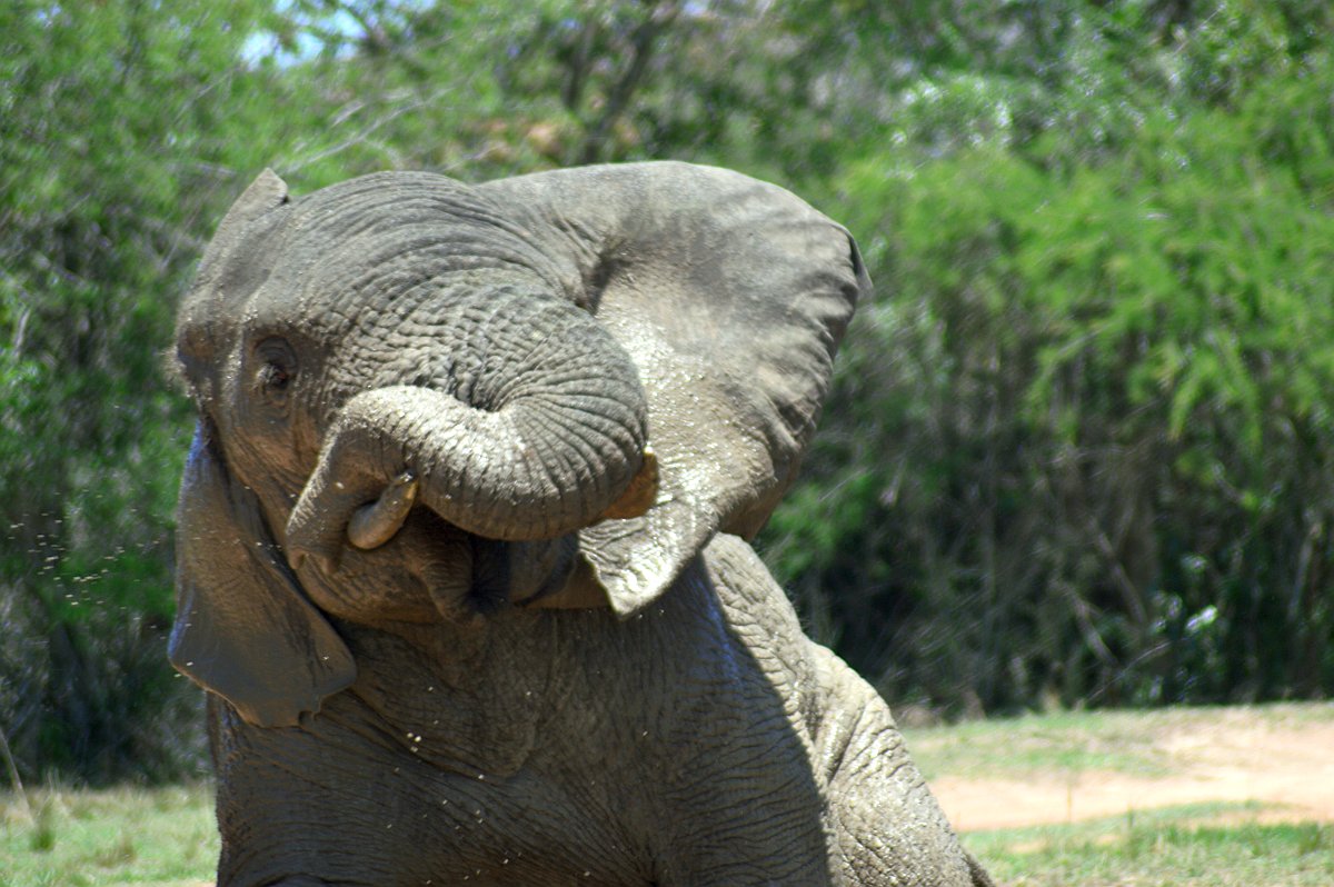 Ein Elefant im Nationalpark nimmt ein Schlammbad
